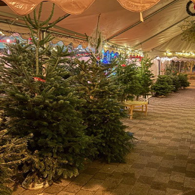 Weihnachtsbaumverkauf 2025